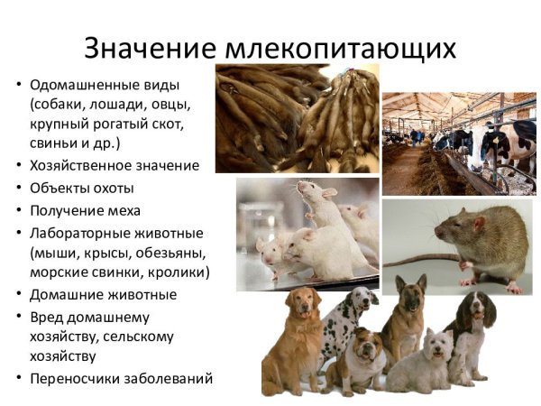Роль млекопитающих в жизни человека