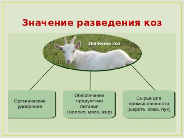 Роль млекопитающих в хозяйственной деятельности человека