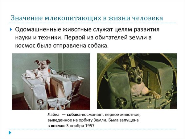 Значение млекопитающих в природе и жизни человека