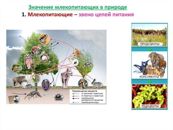 Значение млекопитающих фото