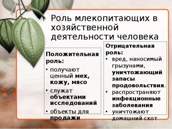 Значение млекопитающих в природе