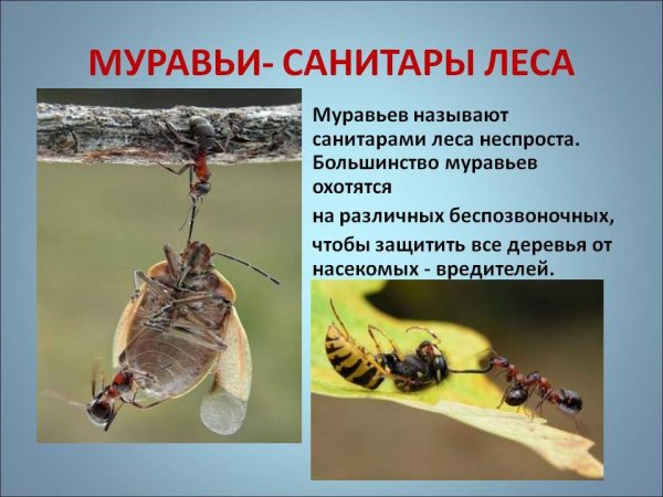 Презентация об муравьчх