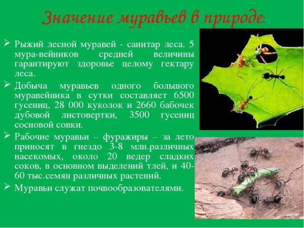 Роль муравьев в природе