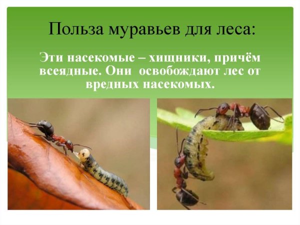 Польза муравьев