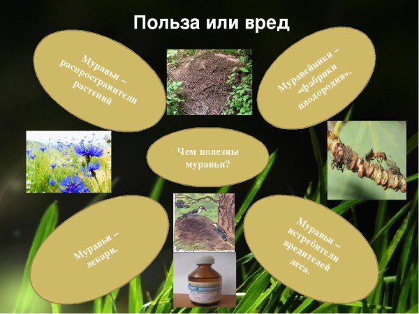 Польза и вред муравьёв