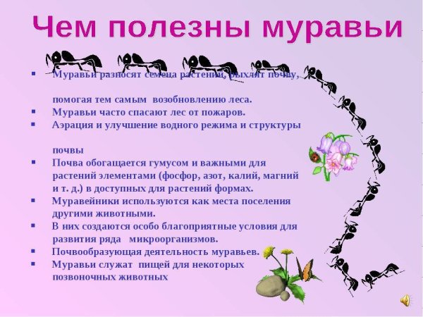 Муравьи презентация