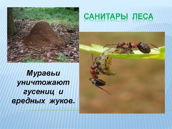 Муравьи санитары леса