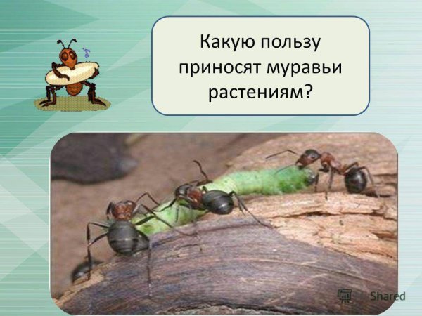 Какую пользу приносят муравьи
