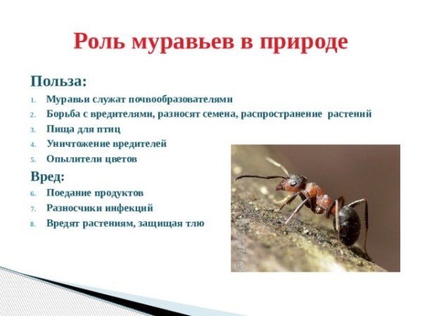 Роль муравья в природе