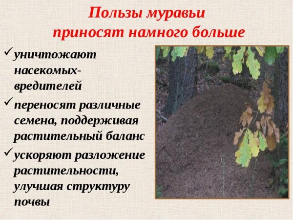 Презентация про муравьев