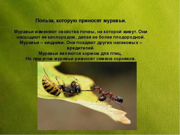 Польза муравьев