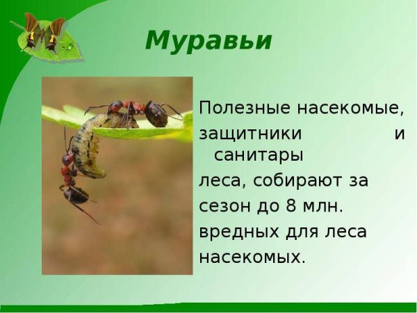 Презентация на тему насекомые