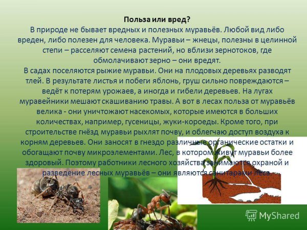 Полезные и вредные муравьи