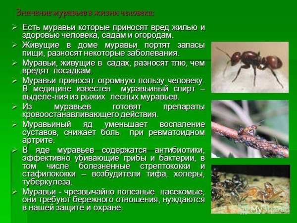 Презентация про муравьев
