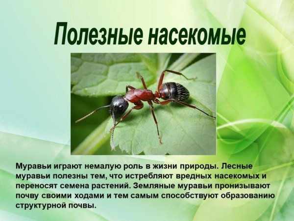 Полезные насекомые