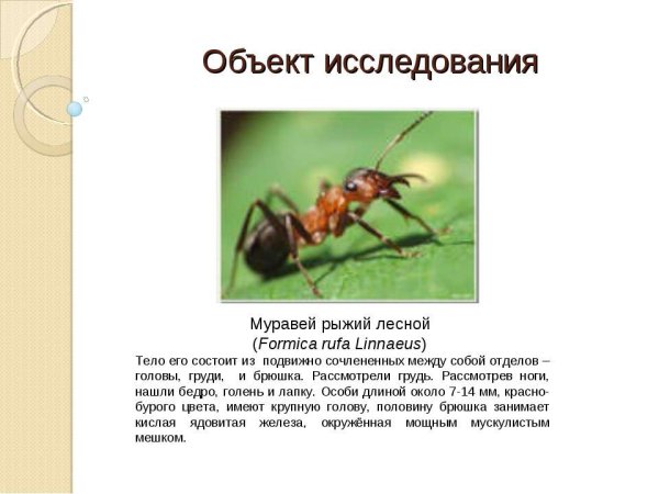 Жизнедеятельность муравьев