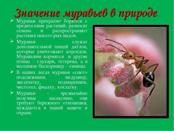 Рассказ про муравья
