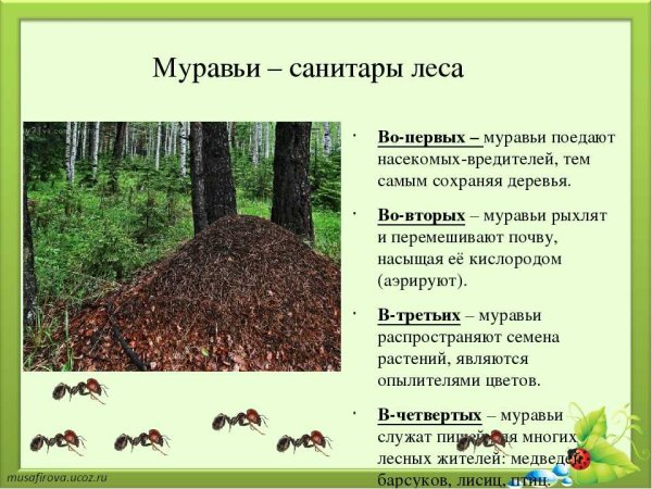 Муравьи Лесные санитары
