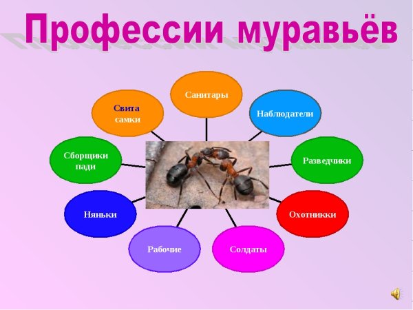 Профессии муравьев
