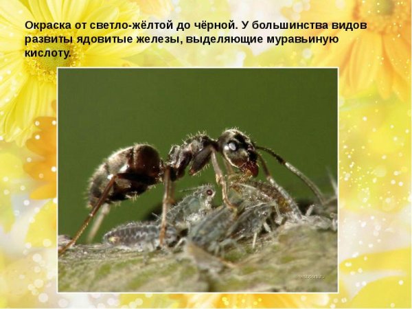 Сообщение про муравьев 2 класс