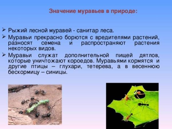 Роль муравьёв в природе