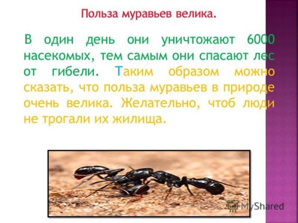Какую пользу приносят муравьи лесу