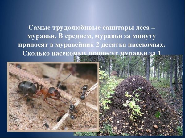 Муравьи самые трудолюбивые