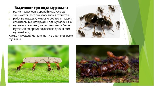 Презентация про муравьев