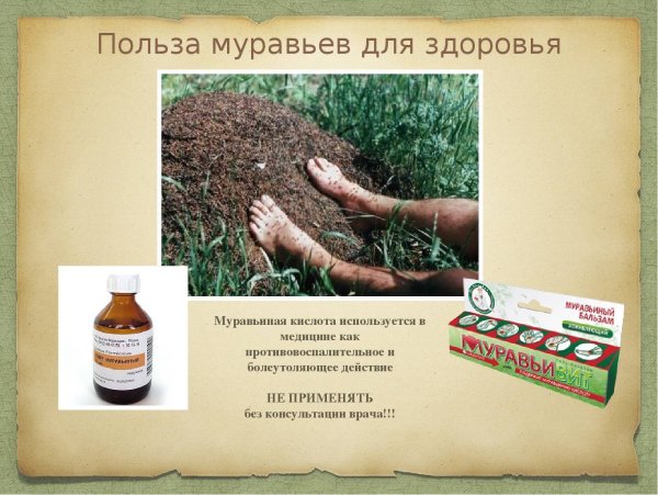 Польза муравьев