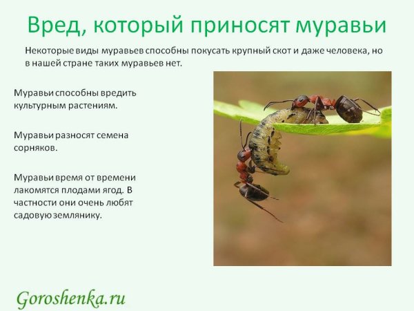 Польза и вред муравьев