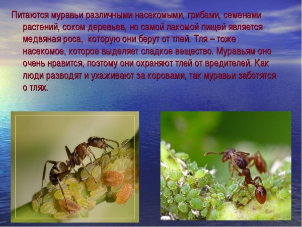 Чем питаются муравьи