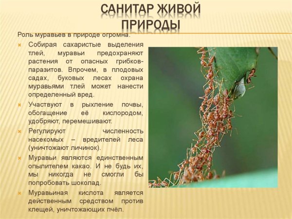 Роль муравьев в природе