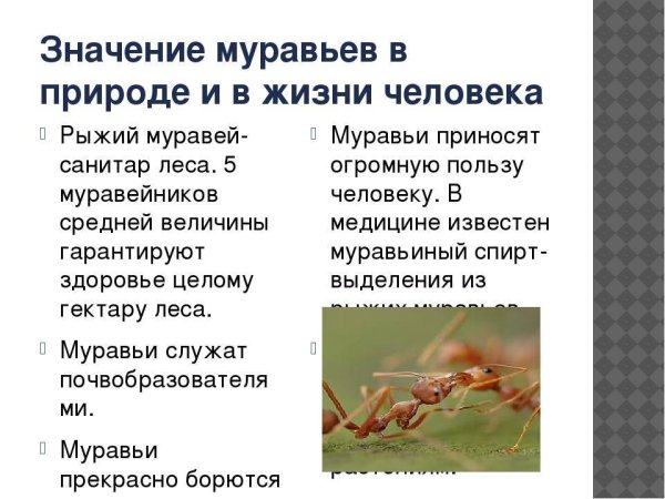 Значимость муравьев в природе