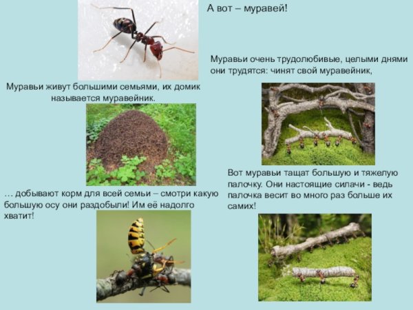 Про муравьев для дошкольников