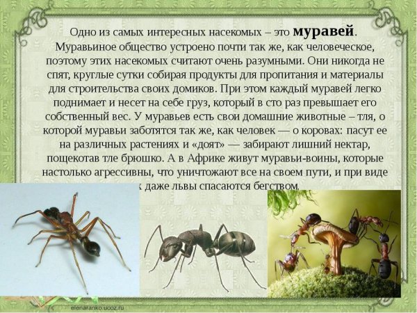 Рассказ о муравьях 3 класс