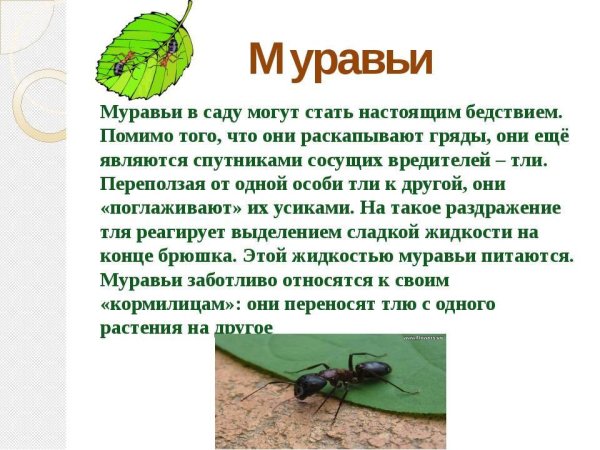 Насекомые с описанием