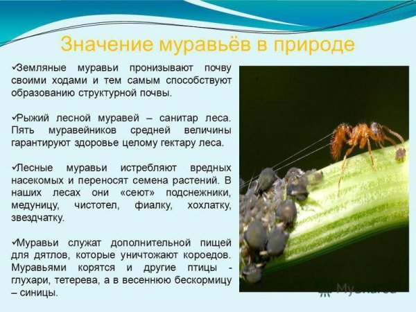 Значение муравья