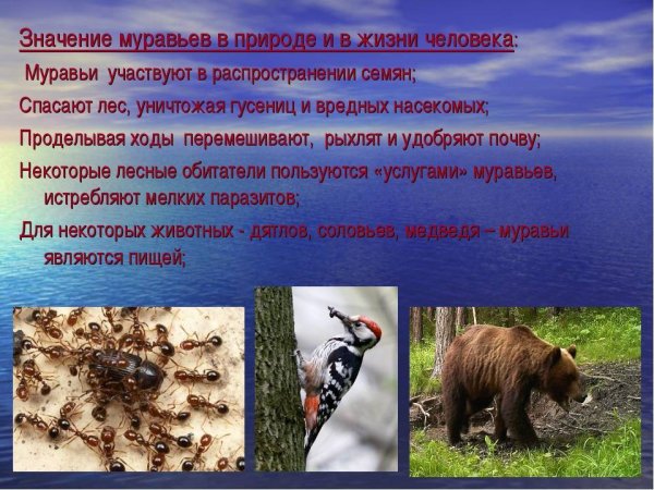 Враги муравьев в природе
