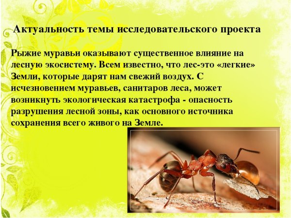 Муравьи исследовательская работа