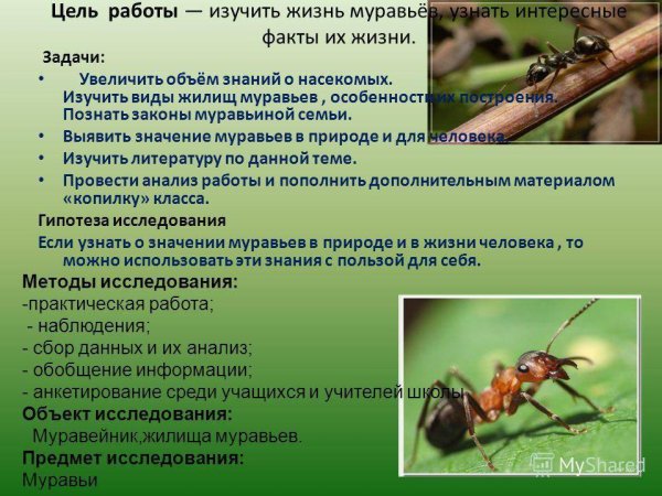 Интересные факты о муравьях