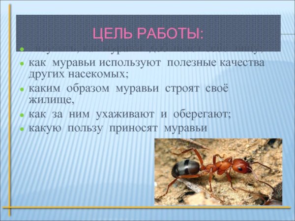 Общение муравьев