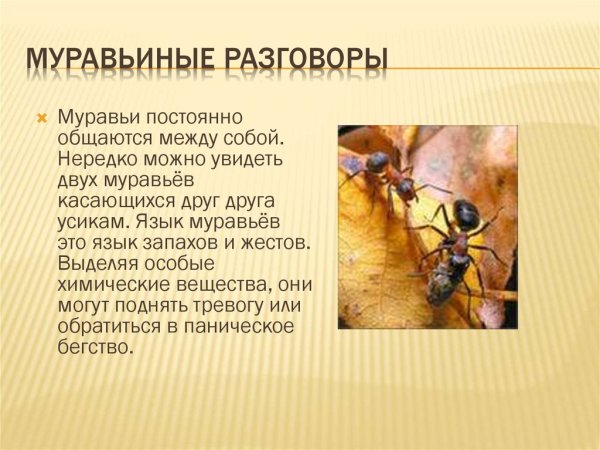 Доклад про муравьев