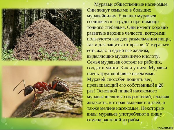 Не разоряйте муравейники