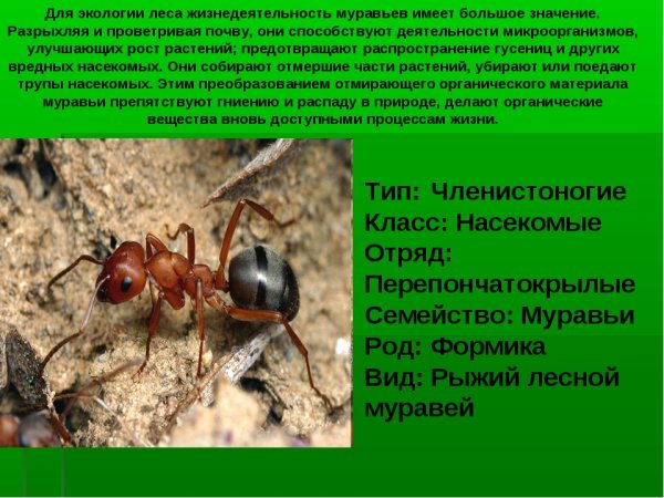 Презентация про муравьев