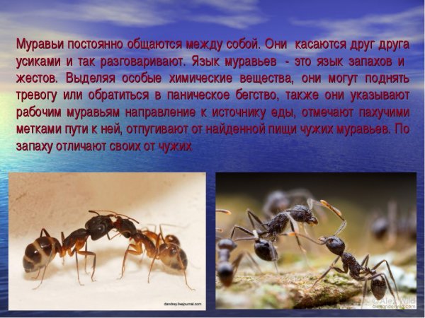 Строение рыжего лесного муравья