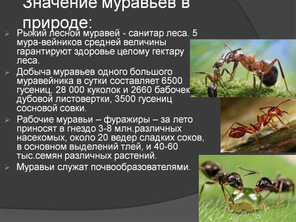 Муравьи исследовательская работа