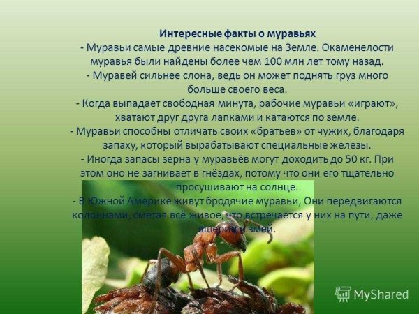 Насекомые с описанием
