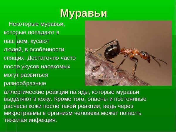 Рассказ про муравьёв для детей 1 класс