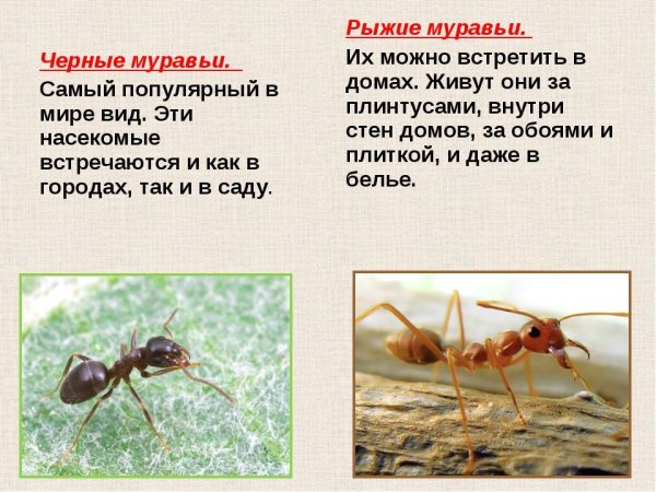 Доклад о муравьях