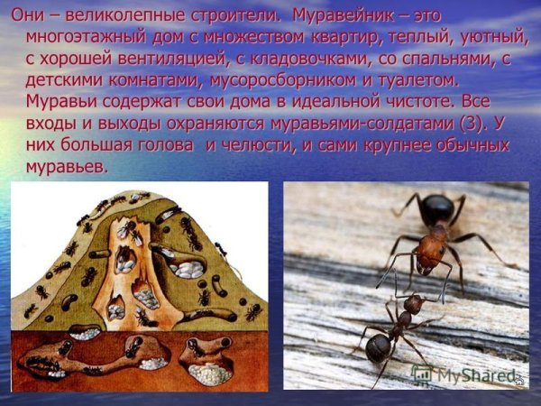 Насекомые это 2 класс